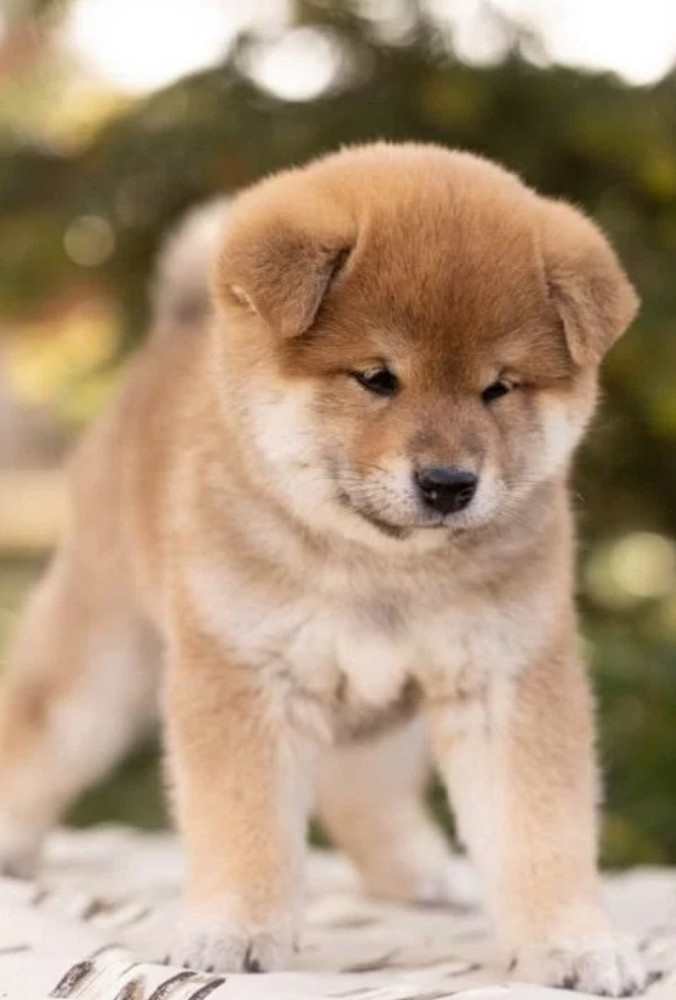 Akita Puppies for Sale in Texas (TX)