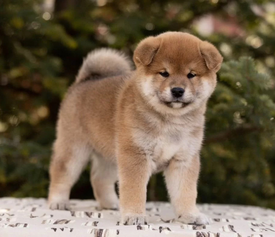 Akita Puppies for Sale in Texas (TX)