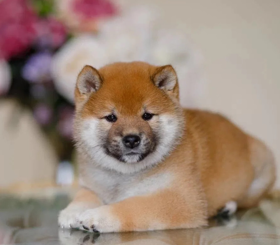 Purebred Akita Girl for Sale in New York (NY)