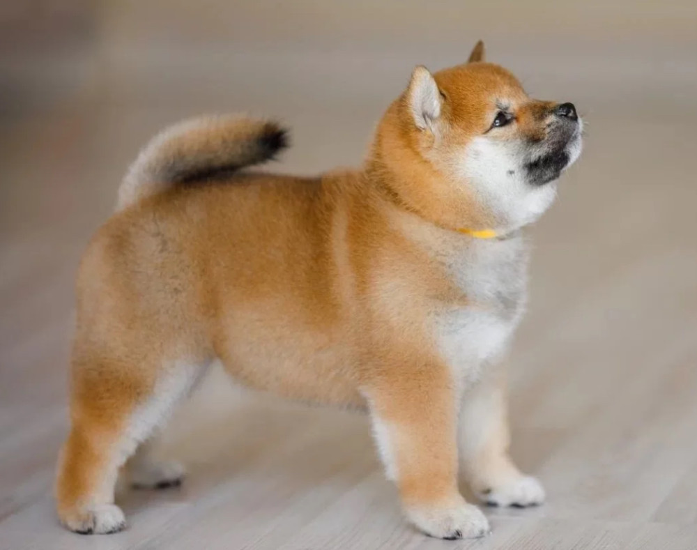 Purebred Akita Girl for Sale in New York (NY)