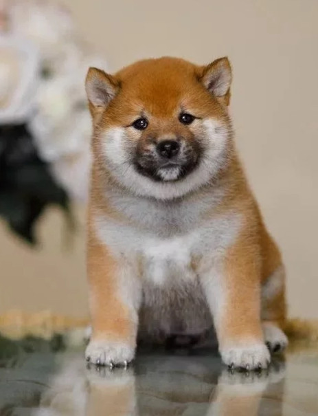 Purebred Akita Girl for Sale in New York (NY)