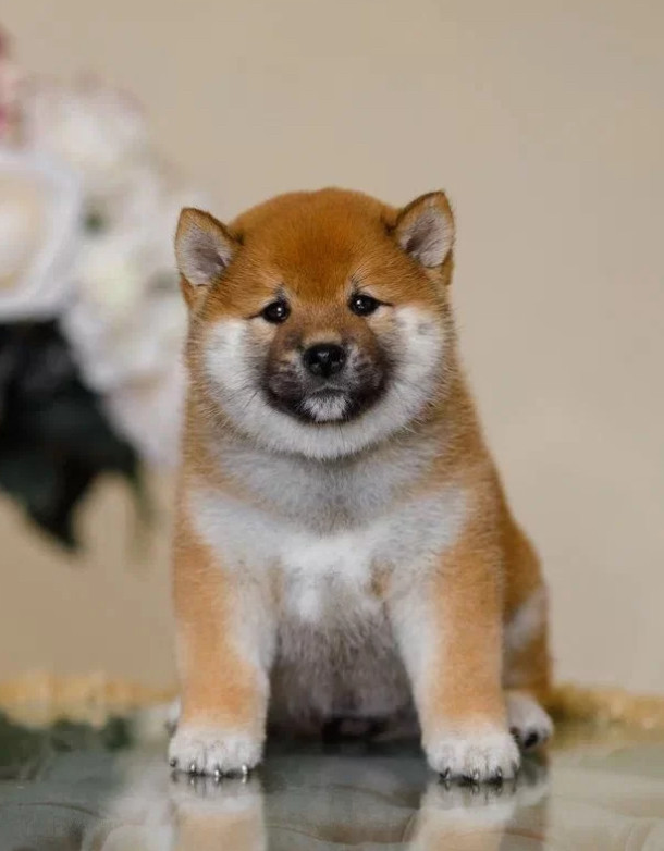 Purebred Akita Girl for Sale in New York (NY)