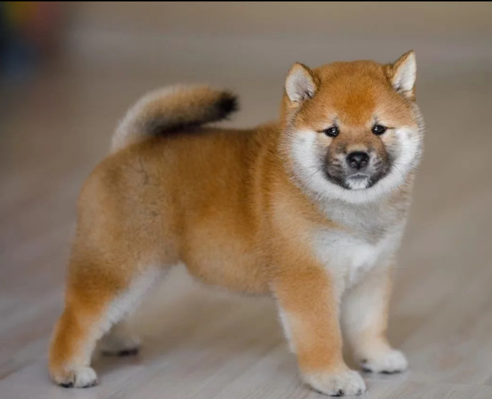 Purebred Akita Girl for Sale in New York (NY)