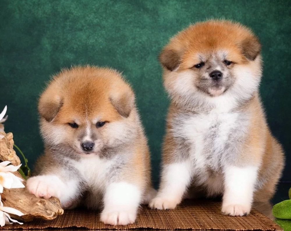 Akita Girl and Boy Puppies for Sale in New York (NY)