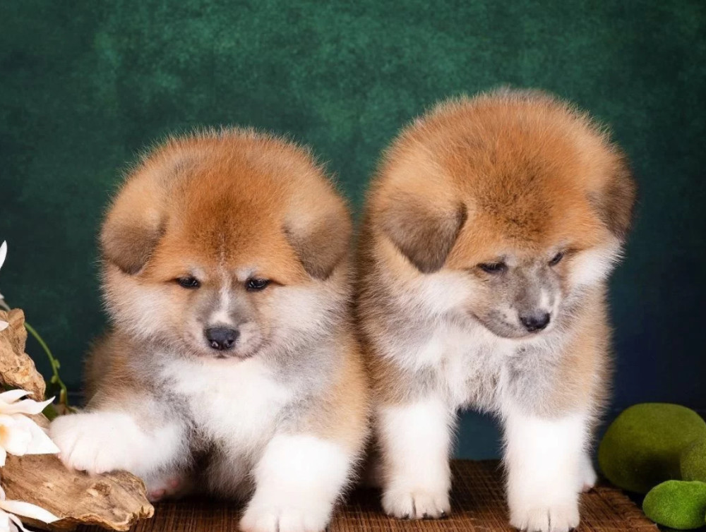 Akita Girl and Boy Puppies for Sale in New York (NY)
