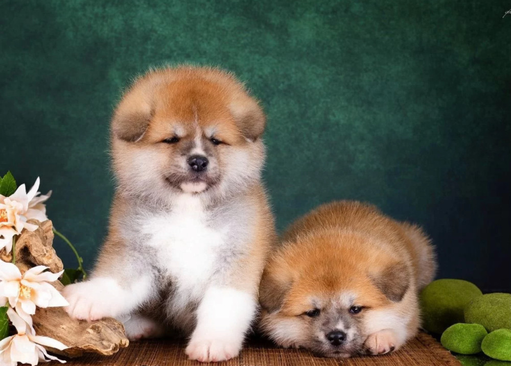 Akita Girl and Boy Puppies for Sale in New York (NY)