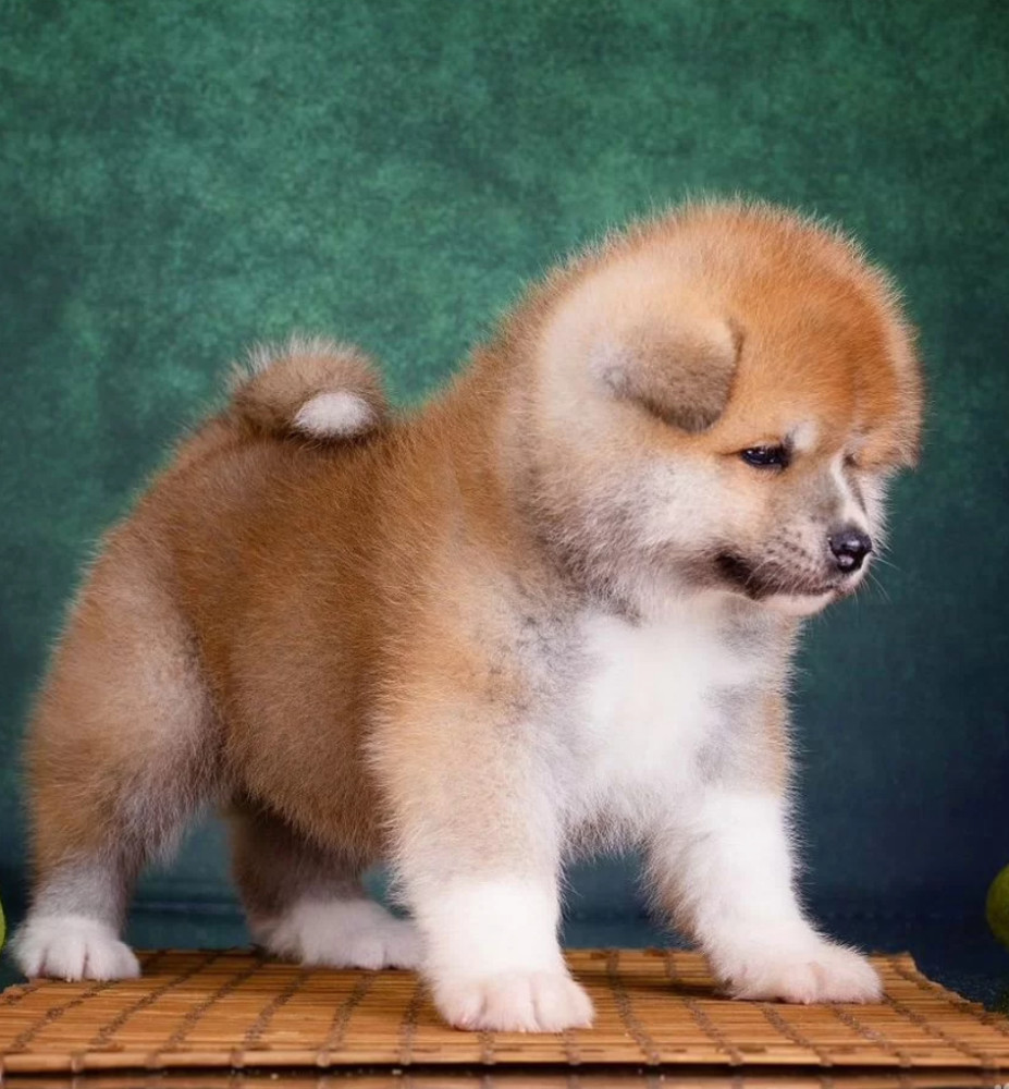 Akita Girl and Boy Puppies for Sale in New York (NY)