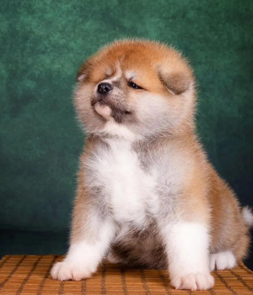 Akita Girl and Boy Puppies for Sale in New York (NY)
