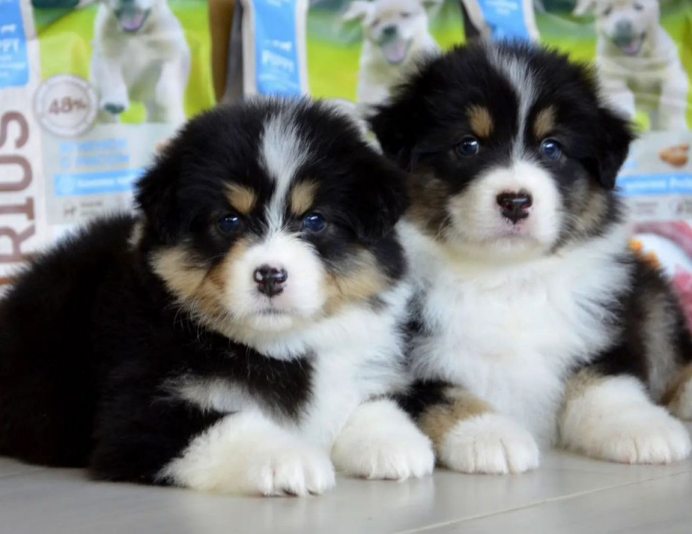 Australian Shepherd Puppies for Sale in California (CA)