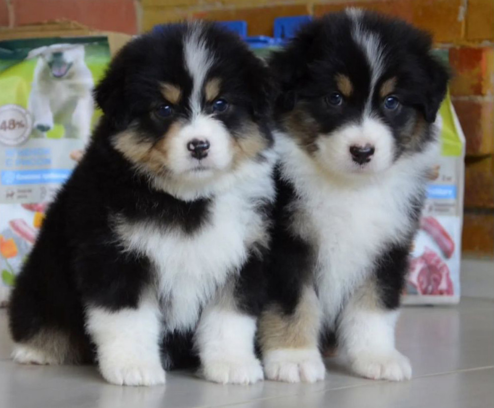 Australian Shepherd Puppies for Sale in California (CA)