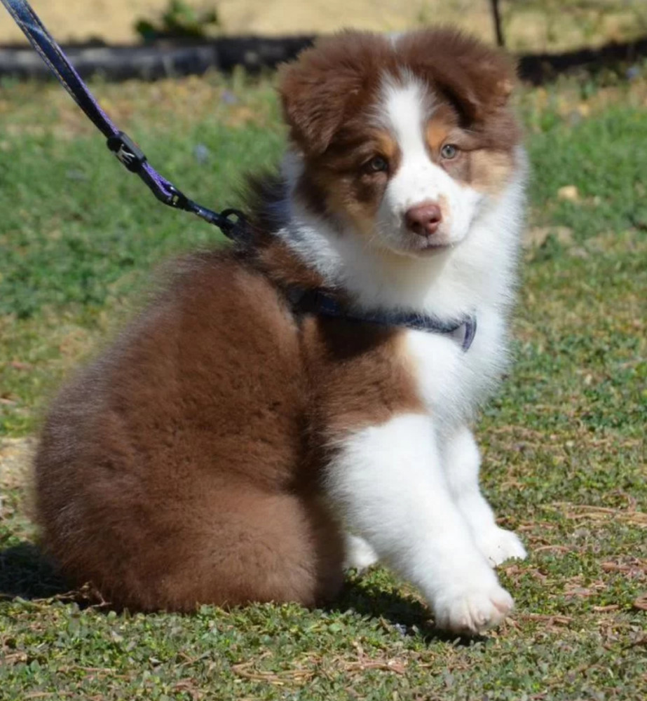 Australian Shepherd Puppies for Sale in California (CA)