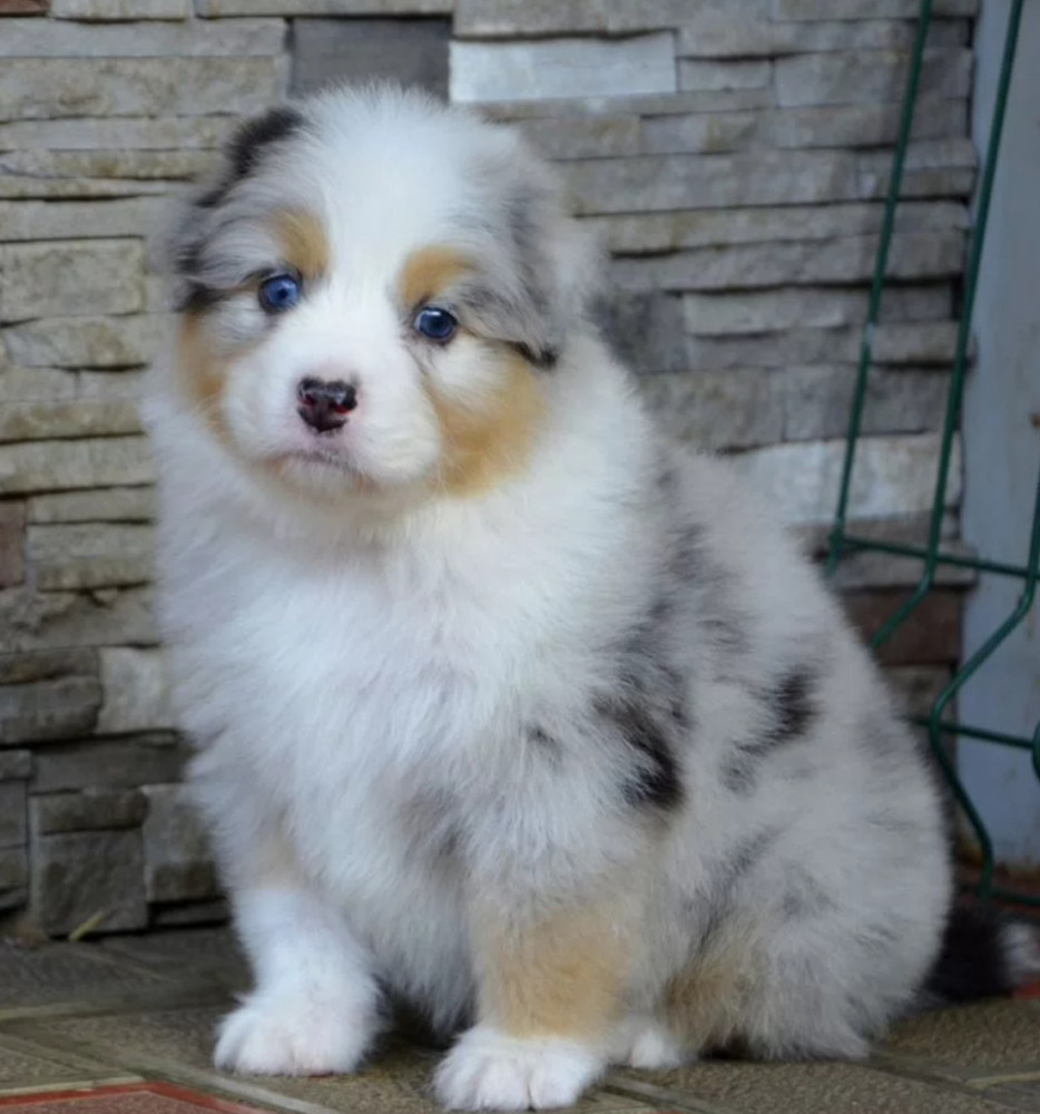 Australian Shepherd Puppies for Sale in California (CA)