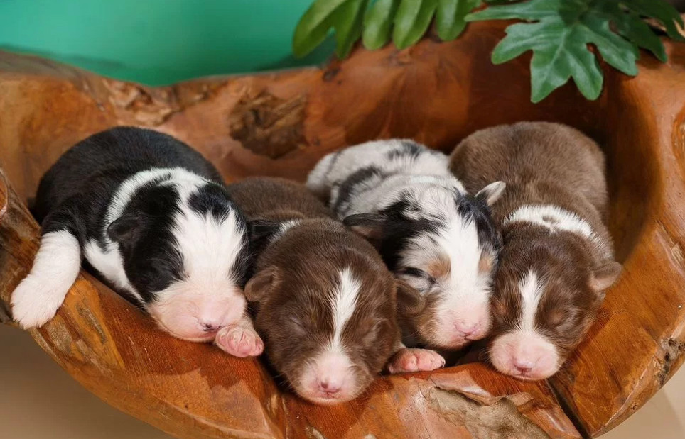 Australian Shepherd Puppies for Sale Boys and Girls Available