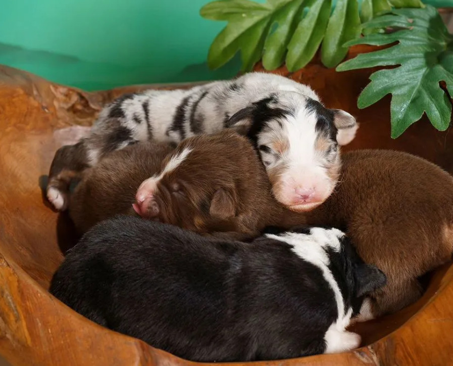 Australian Shepherd Puppies for Sale Boys and Girls Available