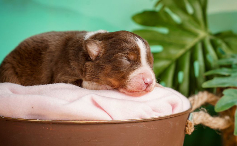 Australian Shepherd Puppies for Sale Boys and Girls Available