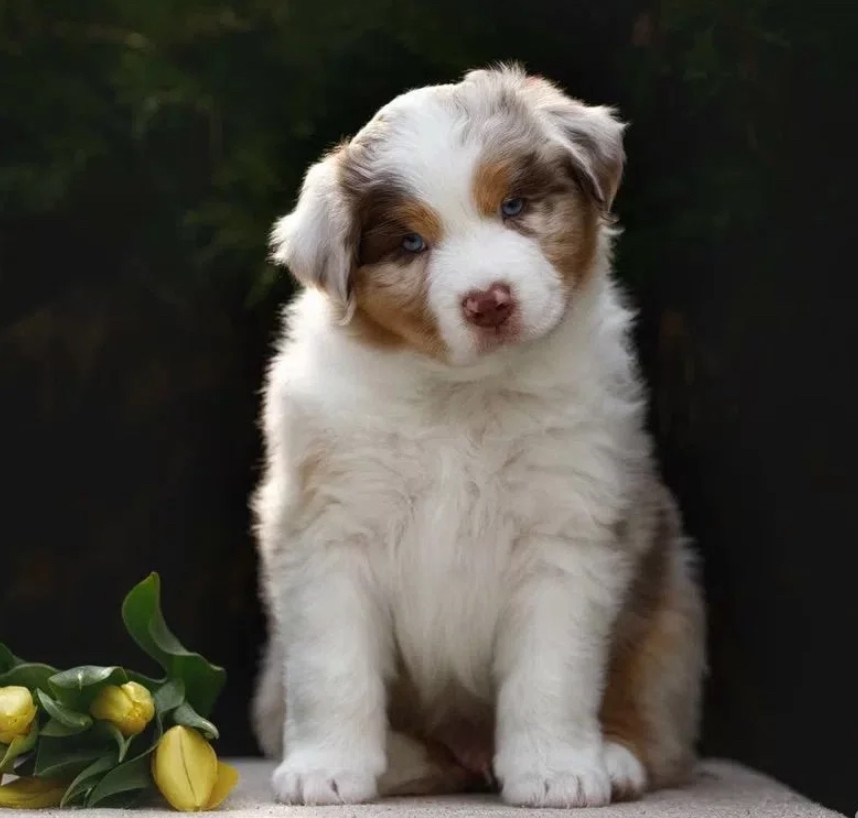 Australian Shepherd Puppy for Sale in Michigan (MI)