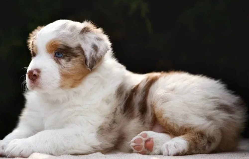 Australian Shepherd Puppy for Sale in Michigan (MI)