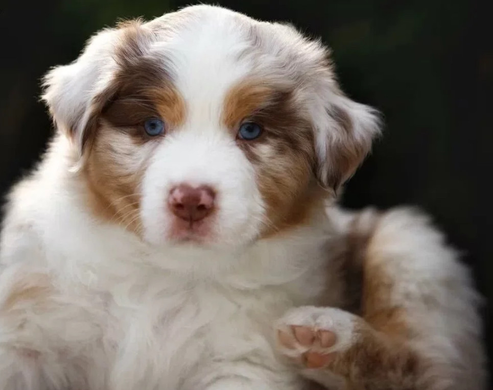 Australian Shepherd Puppy for Sale in Michigan (MI)