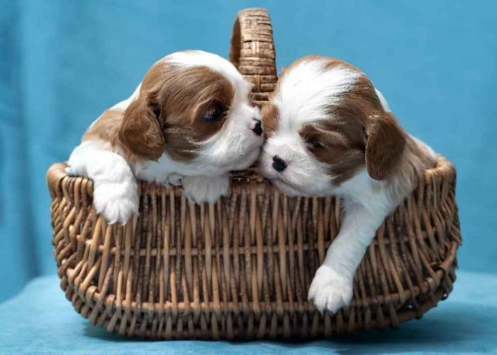 Kennel Offering Healthy Cavalier King Charles Spaniel Puppies in California (CA)