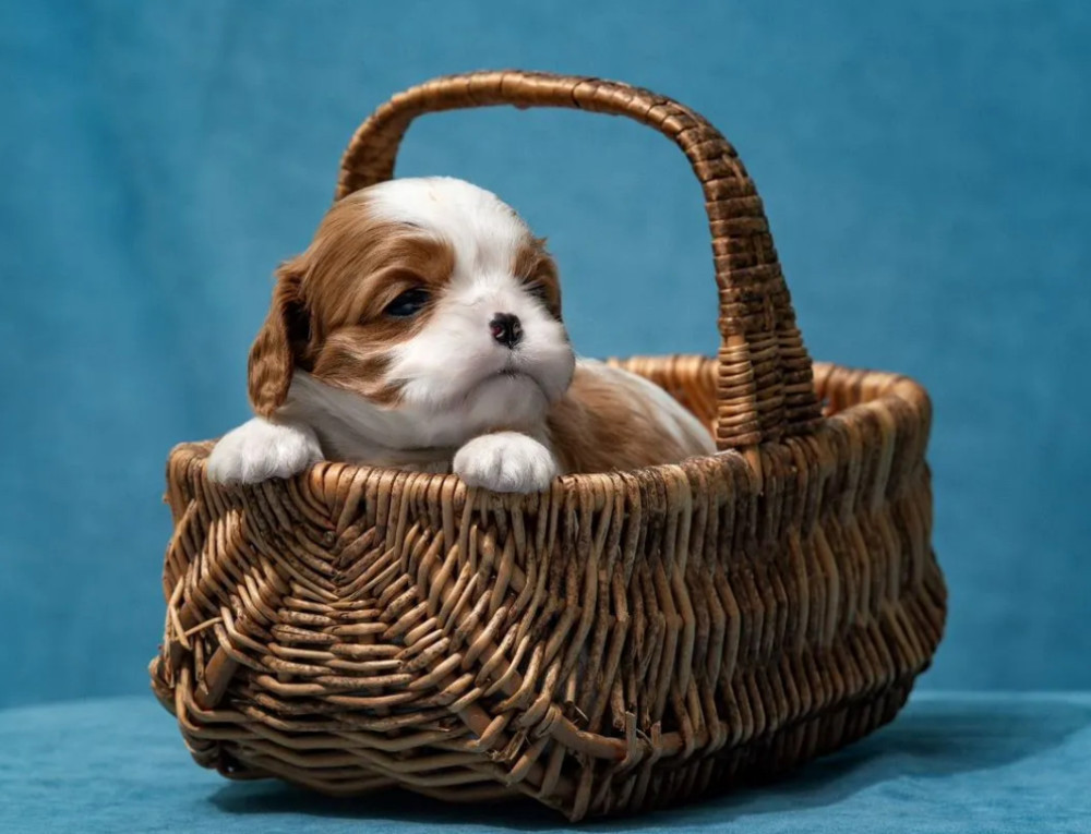 Kennel Offering Healthy Cavalier King Charles Spaniel Puppies in California (CA)
