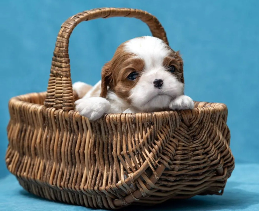Kennel Offering Healthy Cavalier King Charles Spaniel Puppies in California (CA)