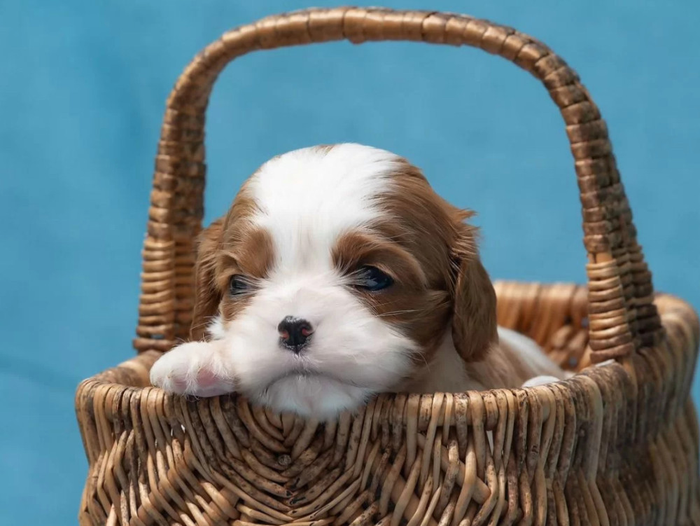 Kennel Offering Healthy Cavalier King Charles Spaniel Puppies in California (CA)