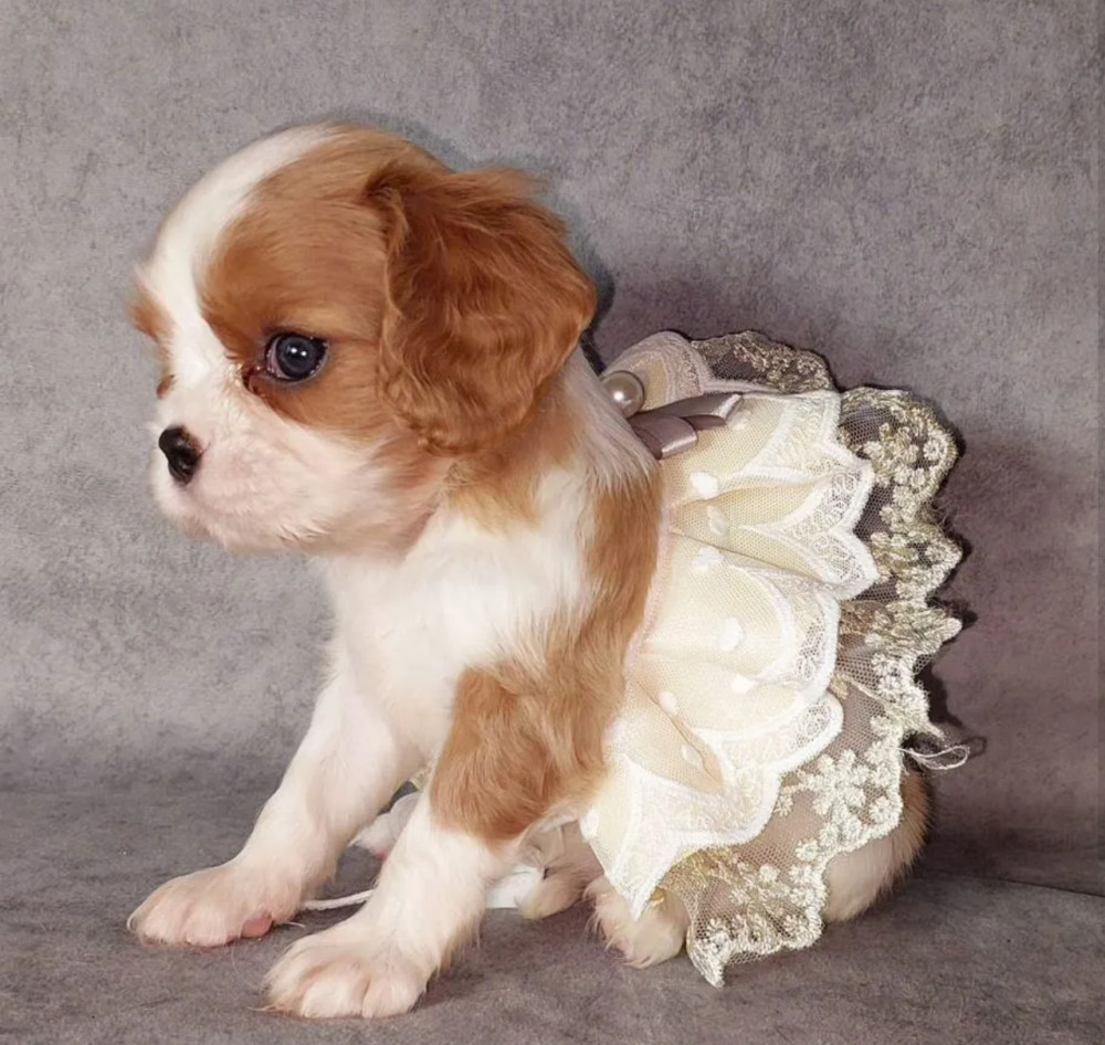 Cavalier King Charles Spaniel Girl, 8 Weeks Old, Looking for a Home in Florida (FL)