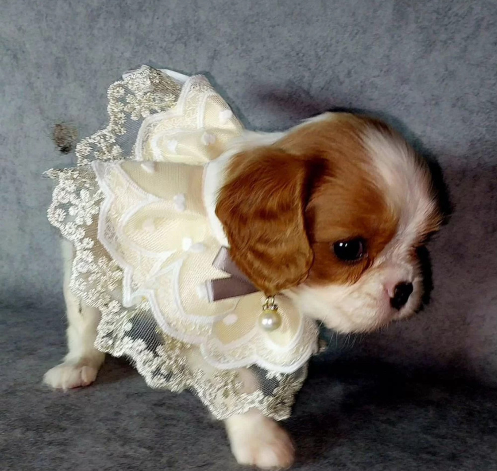 Cavalier King Charles Spaniel Girl, 8 Weeks Old, Looking for a Home in Florida (FL)