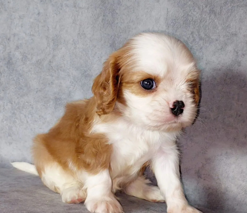 Cavalier King Charles Spaniel Girl, 8 Weeks Old, Looking for a Home in Florida (FL)