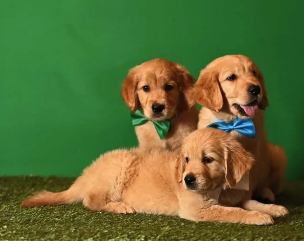 Golden Retriever Puppies for Sale in Texas (TX)