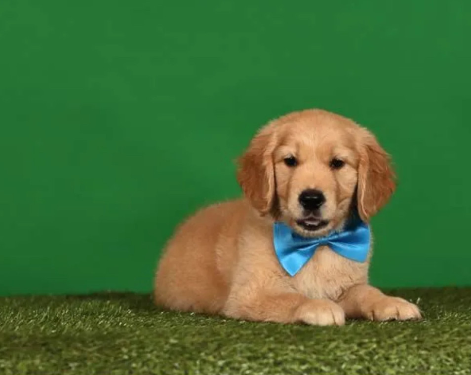 Golden Retriever Puppies for Sale in Texas (TX)