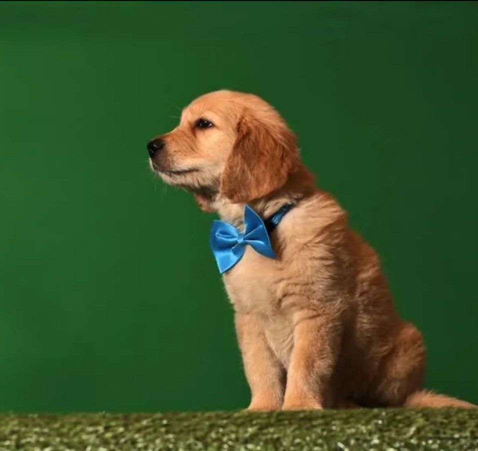 Golden Retriever Puppies for Sale in Texas (TX)