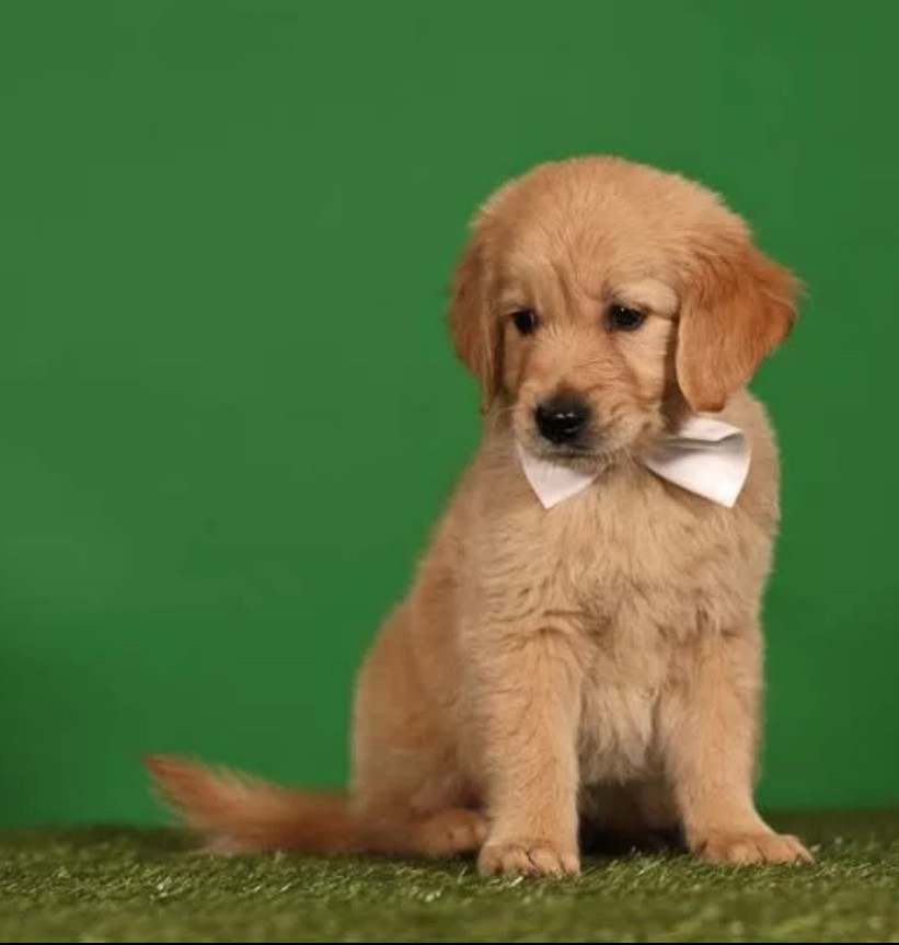 Golden Retriever Puppies for Sale in Texas (TX)