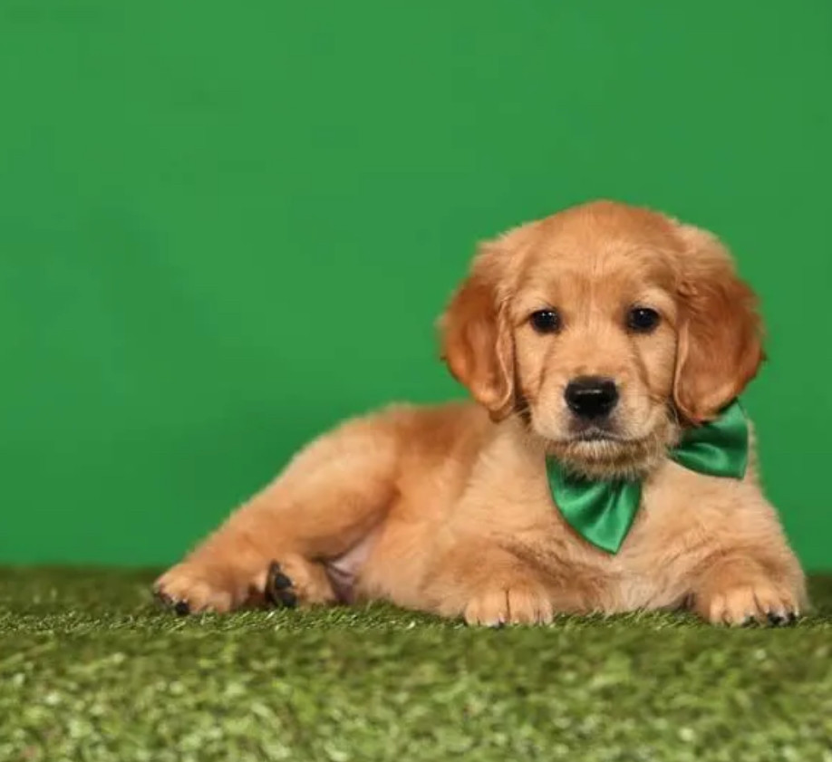 Golden Retriever Puppies for Sale in Texas (TX)