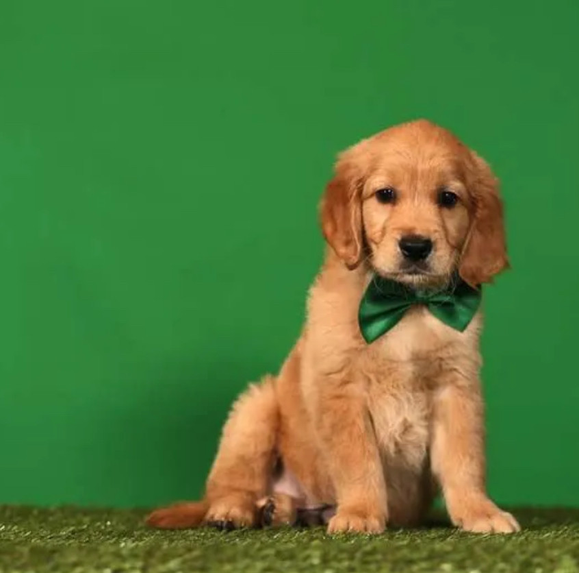 Golden Retriever Puppies for Sale in Texas (TX)