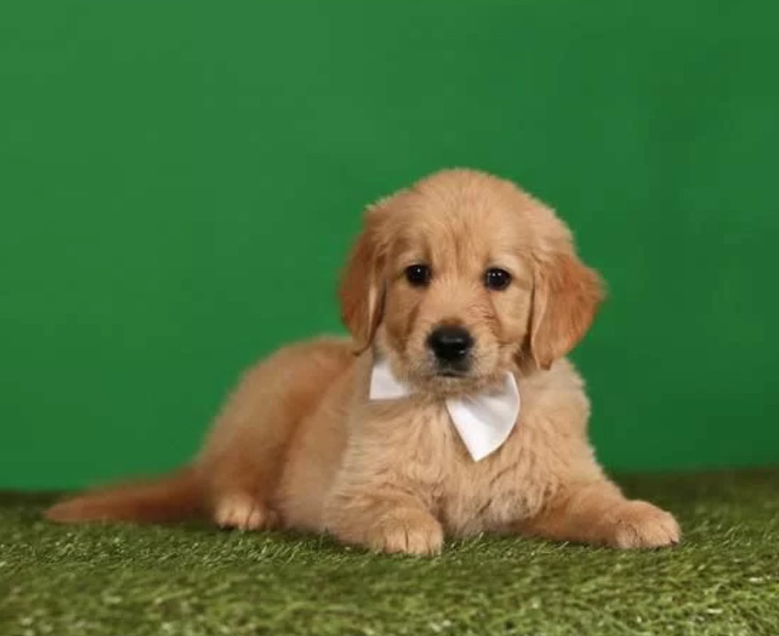 Golden Retriever Puppies for Sale in Texas (TX)