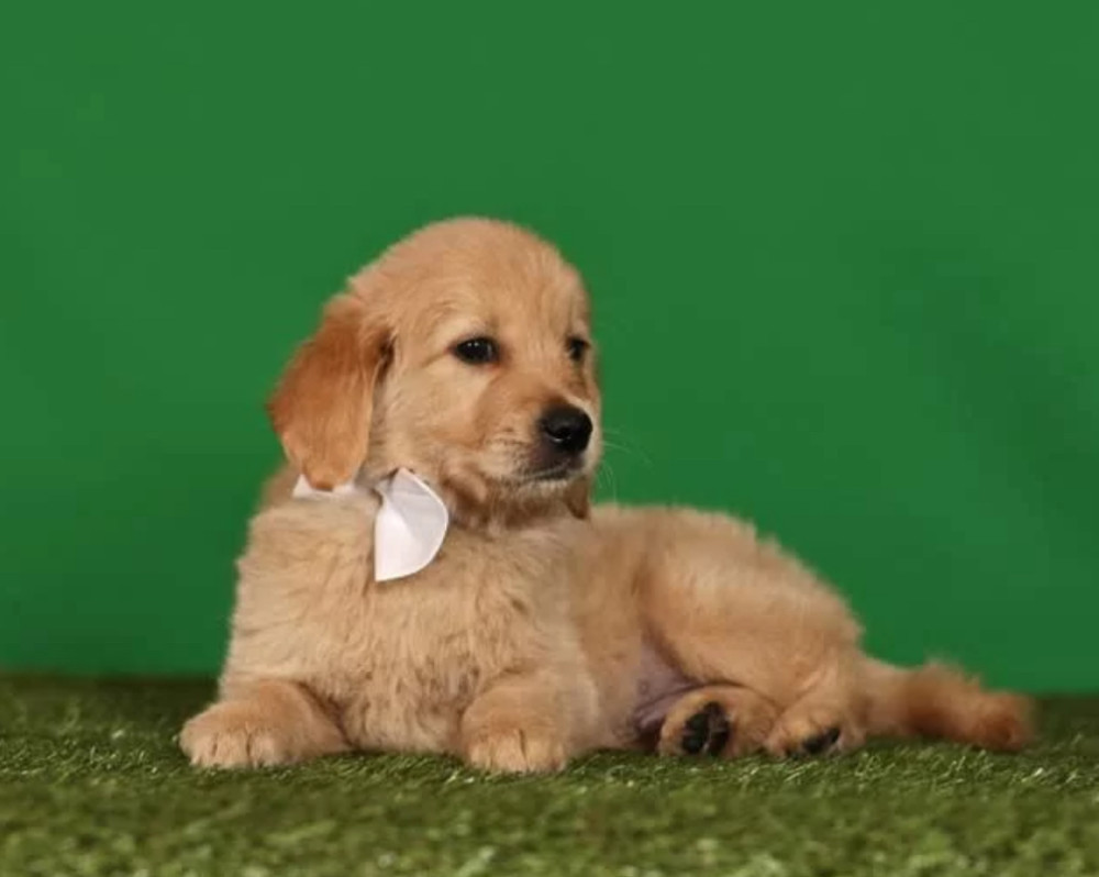 Golden Retriever Puppies for Sale in Texas (TX)