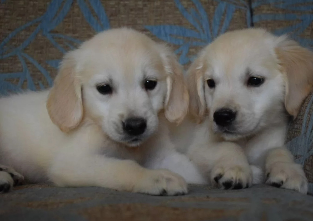 Golden Retriever Puppies for Sale in Arizona (AZ)