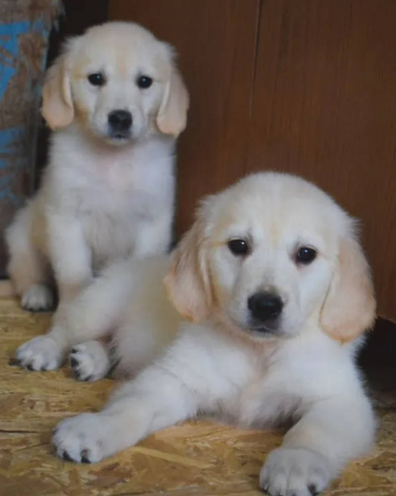 Golden Retriever Puppies for Sale in Arizona (AZ)