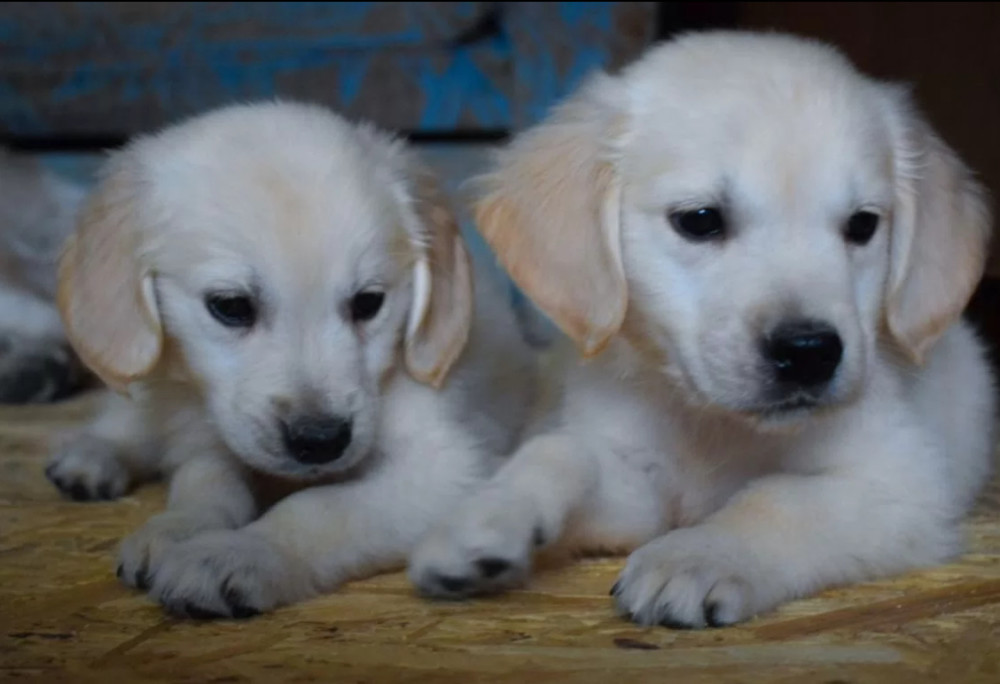 Golden Retriever Puppies for Sale in Arizona (AZ)