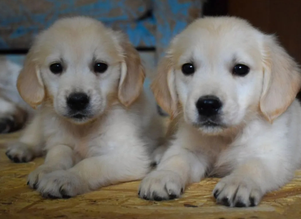 Golden Retriever Puppies for Sale in Arizona (AZ)
