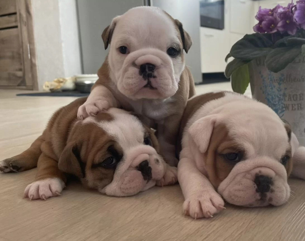 English Bulldog Puppies for Sale in Pennsylvania (PA)