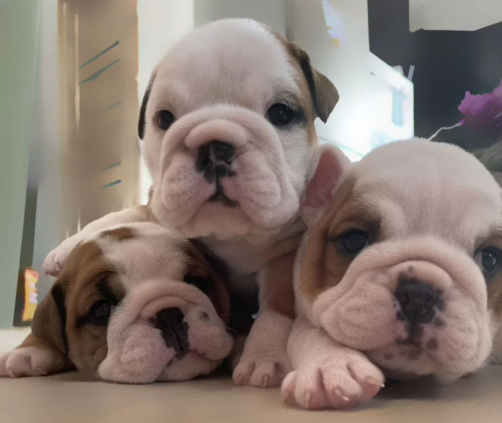 English Bulldog Puppies for Sale in Pennsylvania (PA)