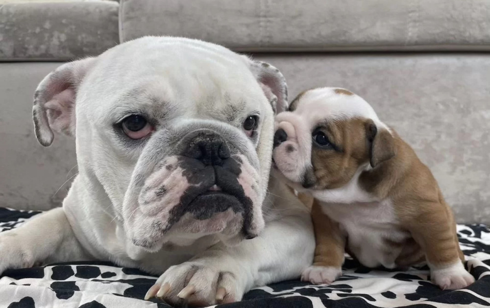 English Bulldog Puppies for Sale in Pennsylvania (PA)