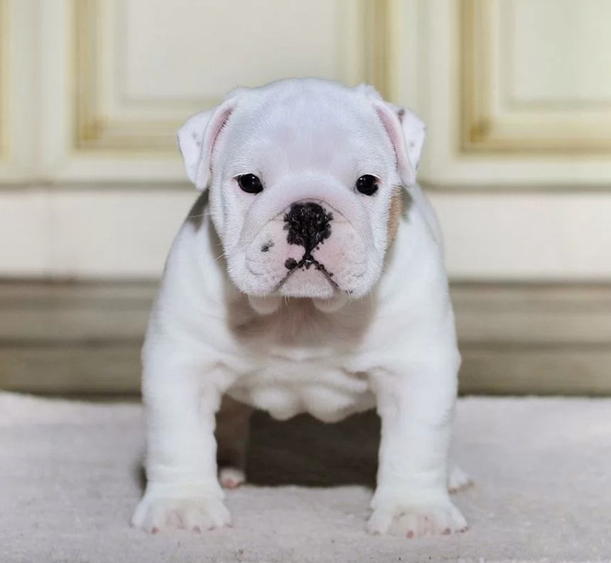 English Bulldog Puppies for Sale in California (CA)