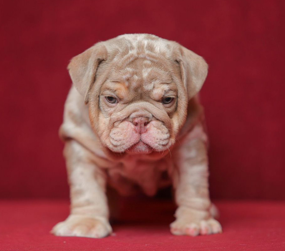 English Bulldog Puppies for Sale in California (CA)