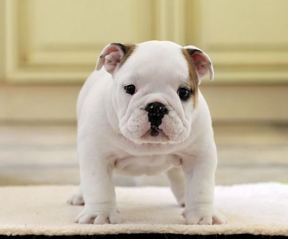 English Bulldog Puppies for Sale in California (CA)