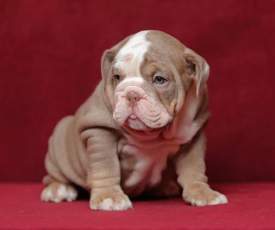 English Bulldog Puppies for Sale in California (CA)