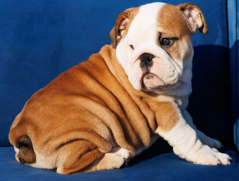 English Bulldog Girl Puppy for Sale in Illinois (IL)