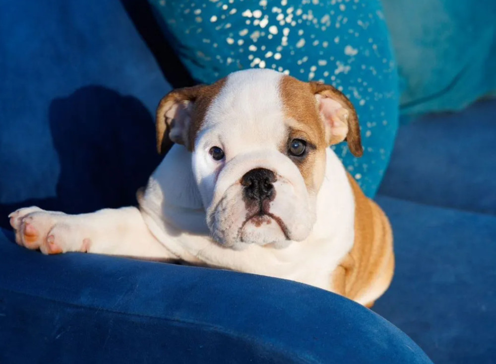 English Bulldog Girl Puppy for Sale in Illinois (IL)